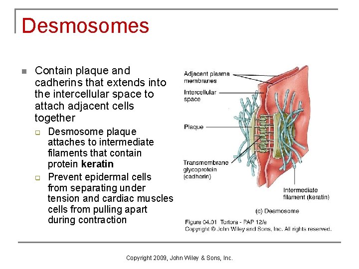 Desmosomes n Contain plaque and cadherins that extends into the intercellular space to attach