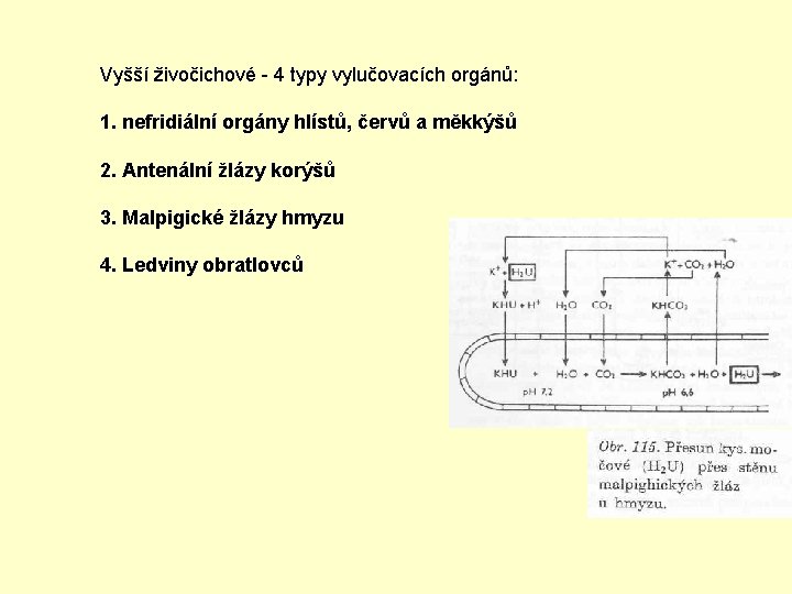 Vyšší živočichové - 4 typy vylučovacích orgánů: 1. nefridiální orgány hlístů, červů a měkkýšů Vyšší živočichové - 4 typy vylučovacích orgánů: 1. nefridiální orgány hlístů, červů a měkkýšů