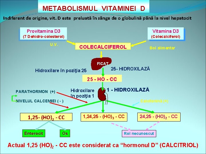 METABOLISMUL VITAMINEI D Indiferent de origine, vit. D este preluată în sânge de o