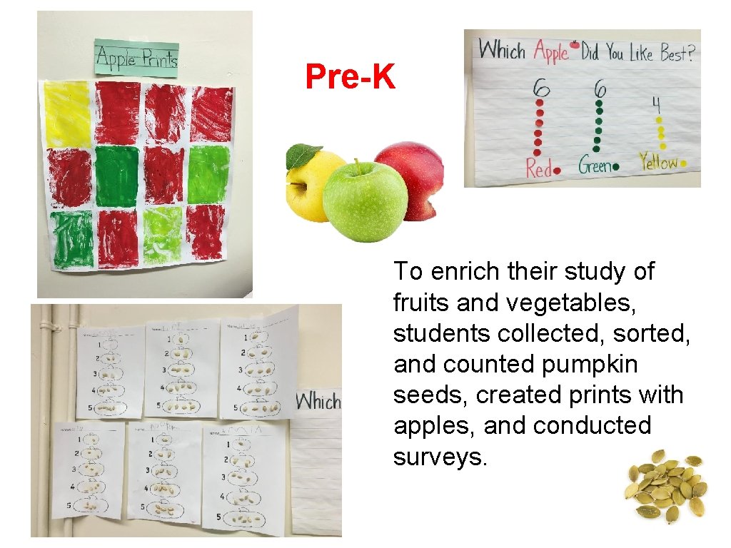 Pre-K To enrich their study of fruits and vegetables, students collected, sorted, and counted Pre-K To enrich their study of fruits and vegetables, students collected, sorted, and counted