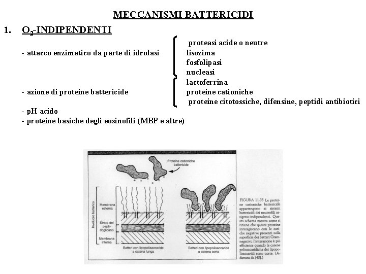 MECCANISMI BATTERICIDI 1. O 2 -INDIPENDENTI - attacco enzimatico da parte di idrolasi -