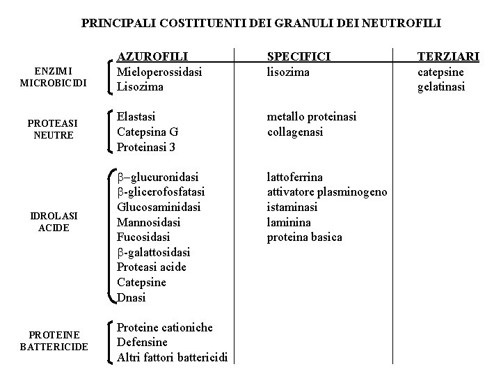 PRINCIPALI COSTITUENTI DEI GRANULI DEI NEUTROFILI ENZIMI MICROBICIDI PROTEASI NEUTRE IDROLASI ACIDE PROTEINE BATTERICIDE