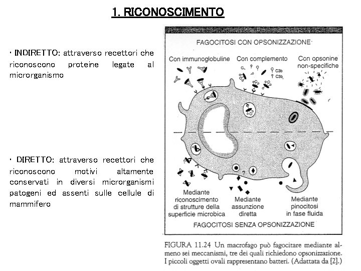 1. RICONOSCIMENTO • INDIRETTO: attraverso recettori che riconoscono proteine legate al microrganismo • DIRETTO: