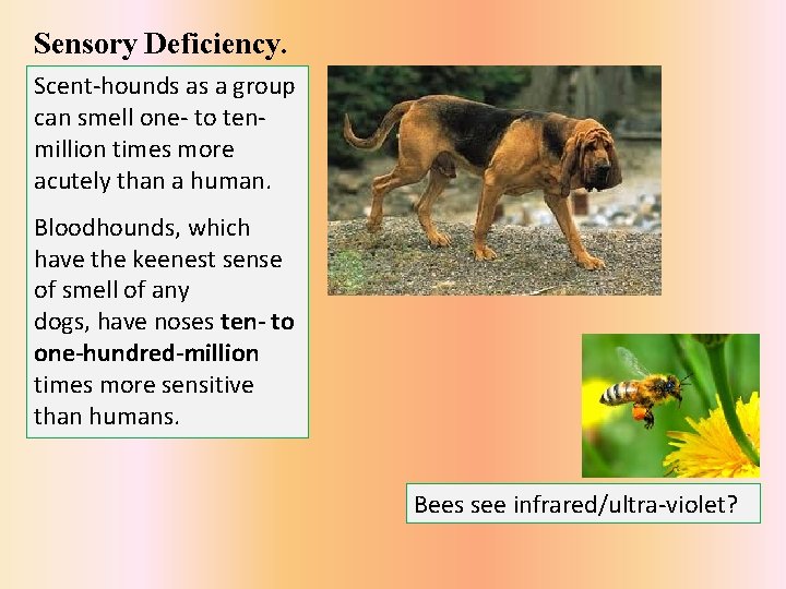 Sensory Deficiency. Scent-hounds as a group can smell one- to tenmillion times more acutely