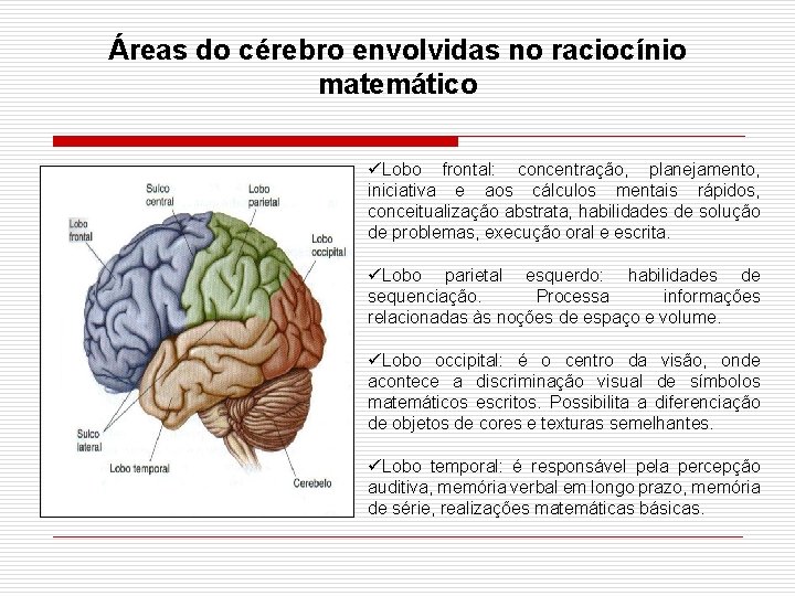 Áreas do cérebro envolvidas no raciocínio matemático üLobo frontal: concentração, planejamento, iniciativa e aos