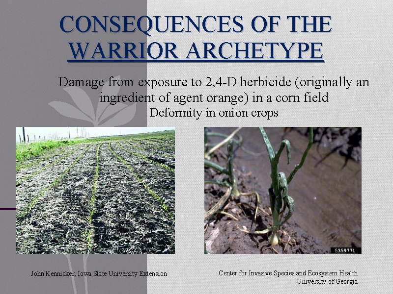 CONSEQUENCES OF THE WARRIOR ARCHETYPE Damage from exposure to 2, 4 -D herbicide (originally