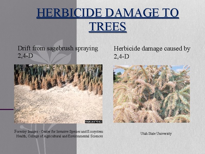 HERBICIDE DAMAGE TO TREES Drift from sagebrush spraying 2, 4 -D Forestry Images -