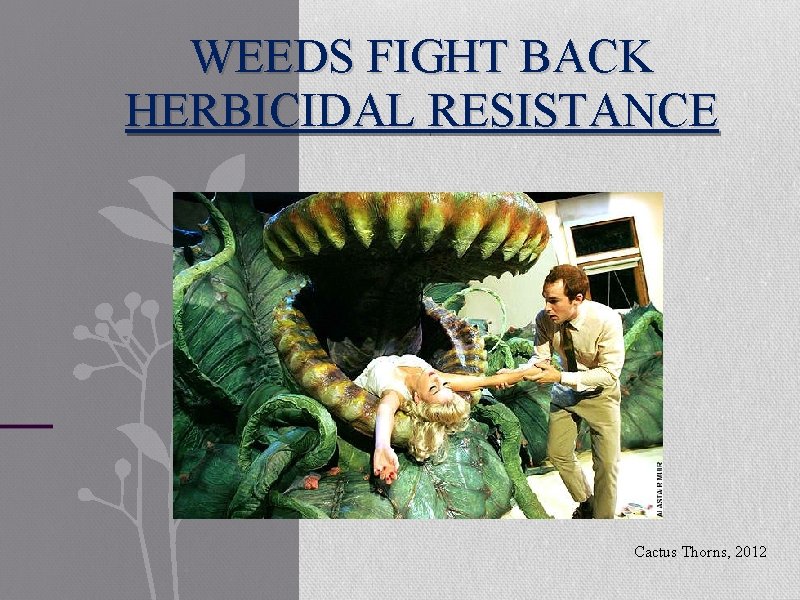 WEEDS FIGHT BACK HERBICIDAL RESISTANCE Cactus Thorns, 2012 