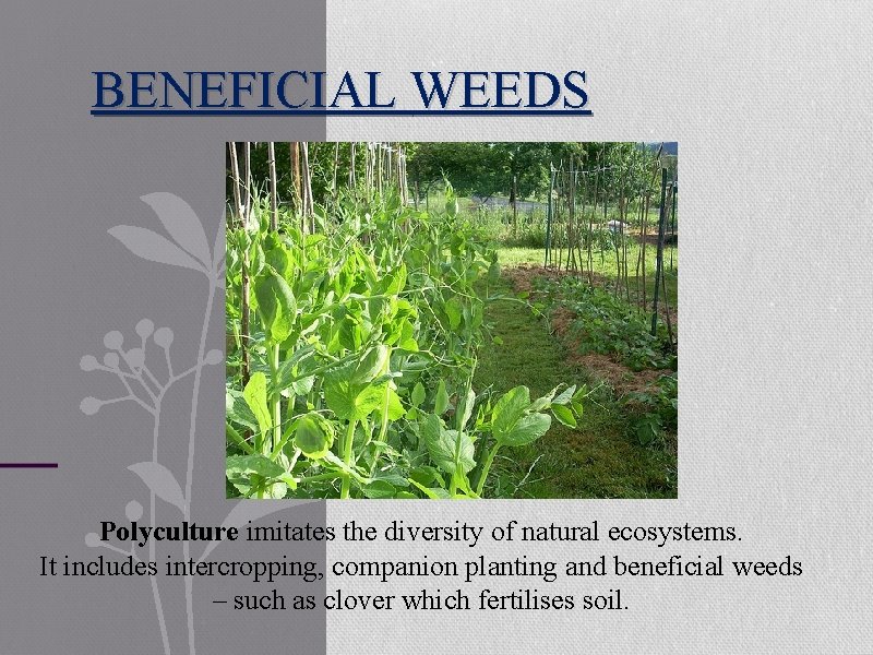 BENEFICIAL WEEDS Polyculture imitates the diversity of natural ecosystems. It includes intercropping, companion planting