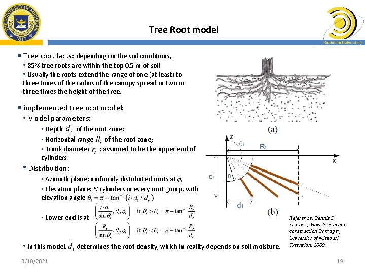 Tree Root model § Tree root facts: depending on the soil conditions, • 85%