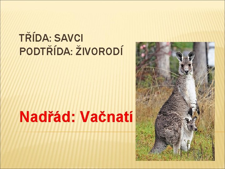 TŘÍDA: SAVCI PODTŘÍDA: ŽIVORODÍ Nadřád: Vačnatí 