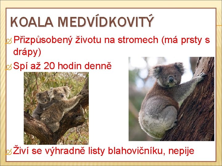 KOALA MEDVÍDKOVITÝ Přizpůsobený životu na stromech (má prsty s drápy) Spí až 20 hodin