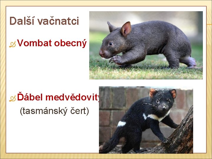 Další vačnatci Vombat Ďábel obecný medvědovitý (tasmánský čert) 