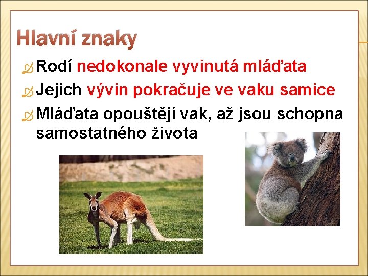 Hlavní znaky Rodí nedokonale vyvinutá mláďata Jejich vývin pokračuje ve vaku samice Mláďata opouštějí