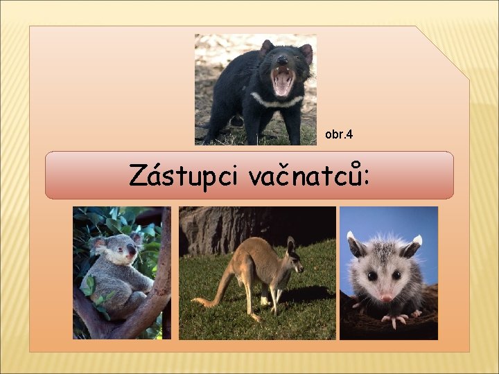 obr. 4 Zástupci vačnatců: 