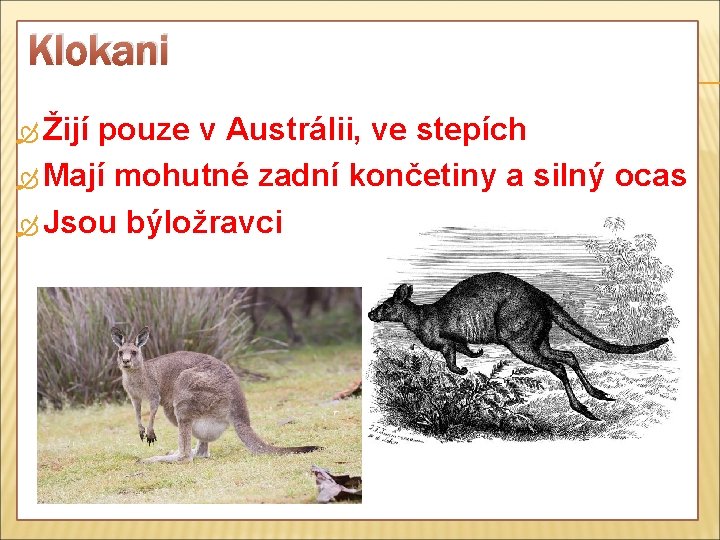 Klokani Žijí pouze v Austrálii, ve stepích Mají mohutné zadní končetiny a silný ocas