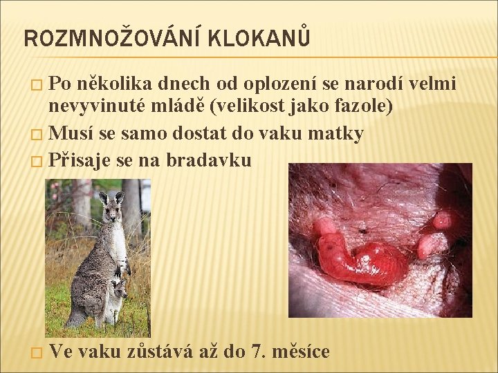 ROZMNOŽOVÁNÍ KLOKANŮ � Po několika dnech od oplození se narodí velmi nevyvinuté mládě (velikost