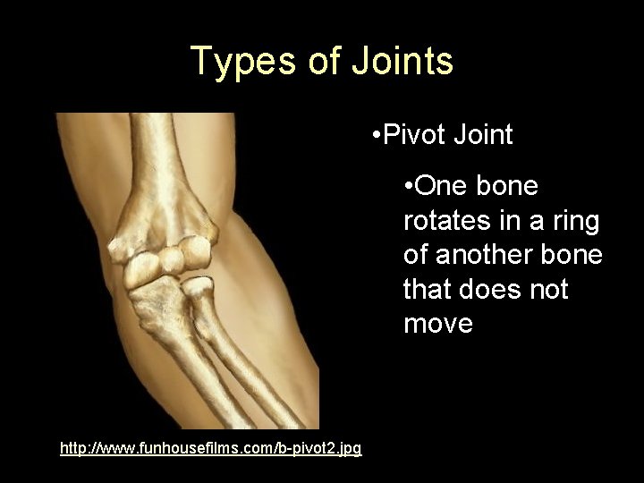 Types of Joints • Pivot Joint • One bone rotates in a ring of