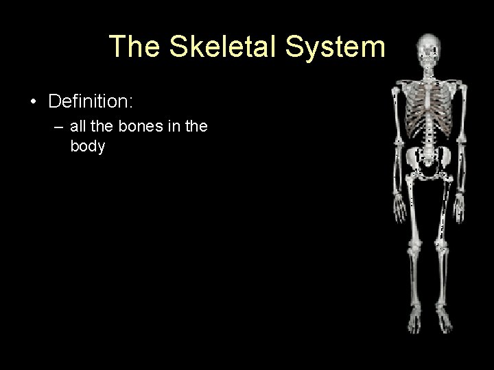 The Skeletal System • Definition: – all the bones in the body 