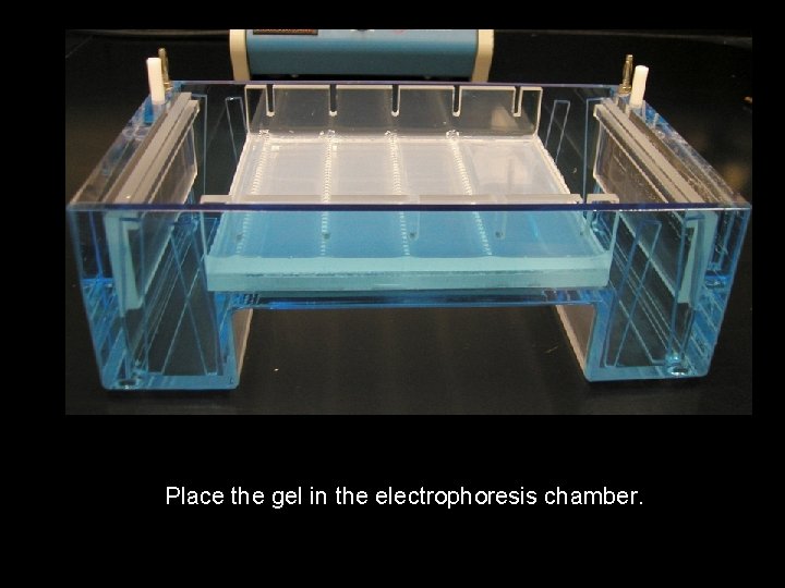 Place the gel in the electrophoresis chamber. Place the gel in the electrophoresis chamber.