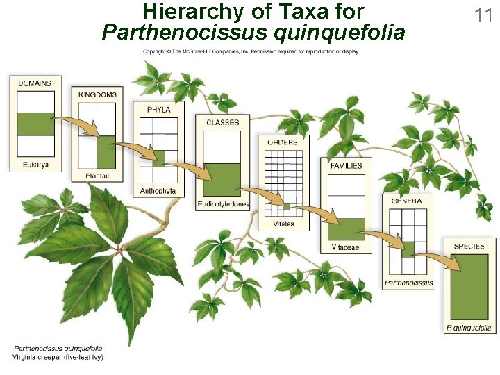 Hierarchy of Taxa for Parthenocissus quinquefolia 11 