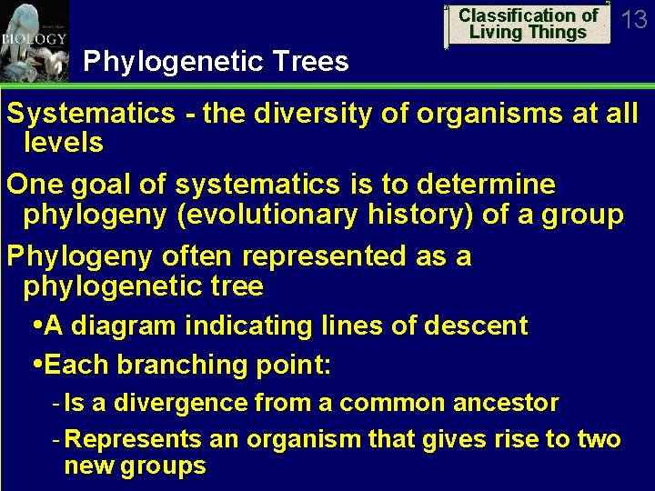 Classification of Living Things 13 Phylogenetic Trees Systematics - the diversity of organisms at