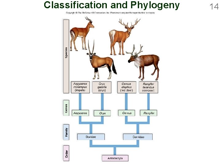 Classification and Phylogeny 14 