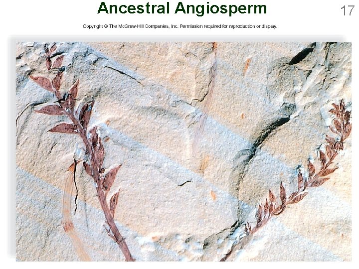 Ancestral Angiosperm 17 