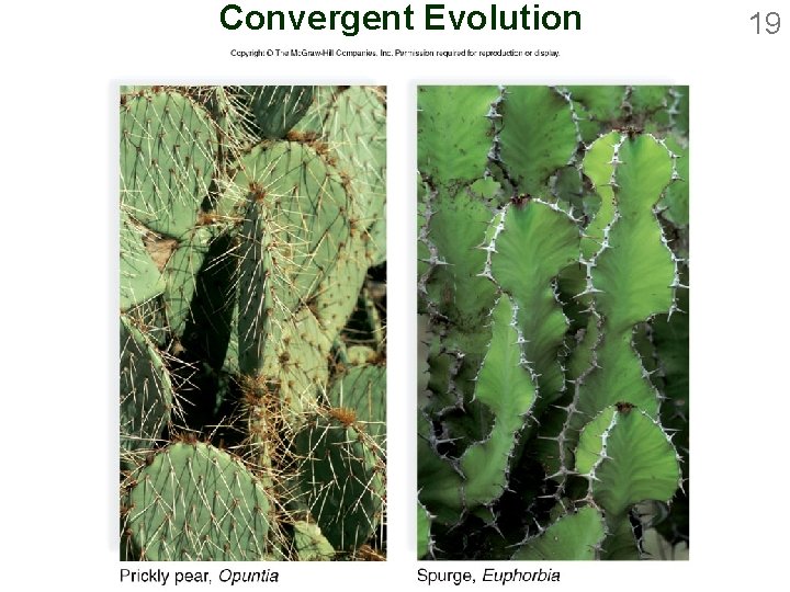 Convergent Evolution 19 