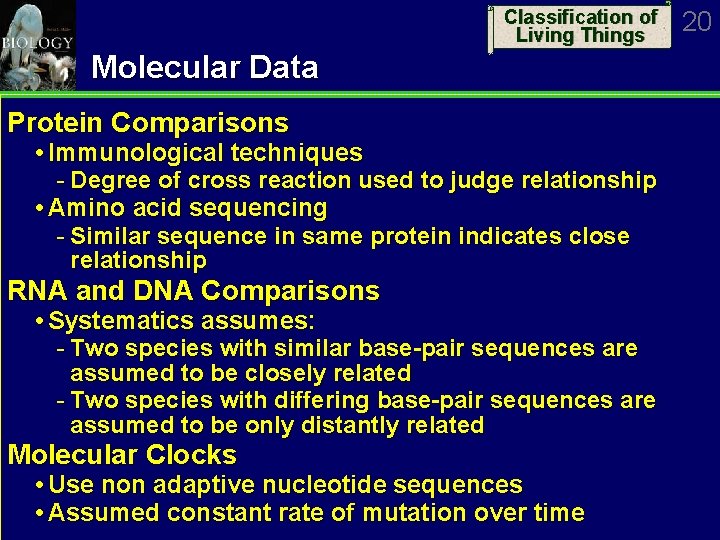 Classification of Living Things Molecular Data Protein Comparisons Immunological techniques Degree of cross reaction