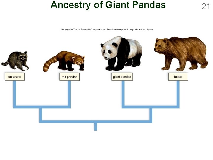 Ancestry of Giant Pandas 21 