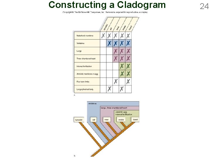 Constructing a Cladogram 24 