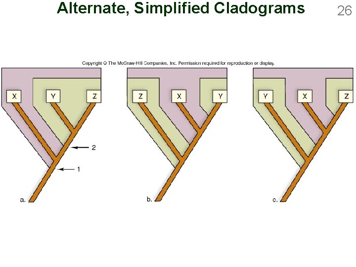 Alternate, Simplified Cladograms 26 