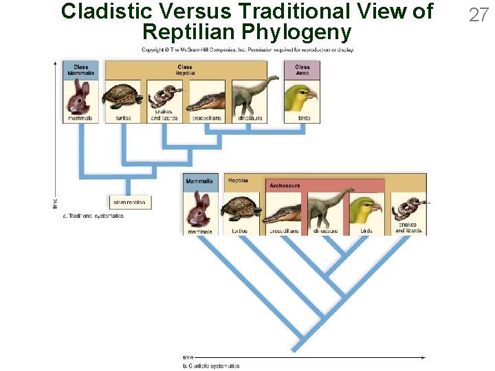 Cladistic Versus Traditional View of Reptilian Phylogeny 27 