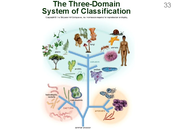 The Three-Domain System of Classification 33 