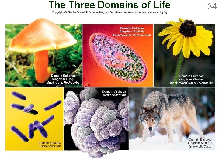 The Three Domains of Life 34 