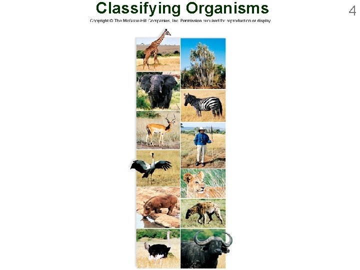 Classifying Organisms 4 