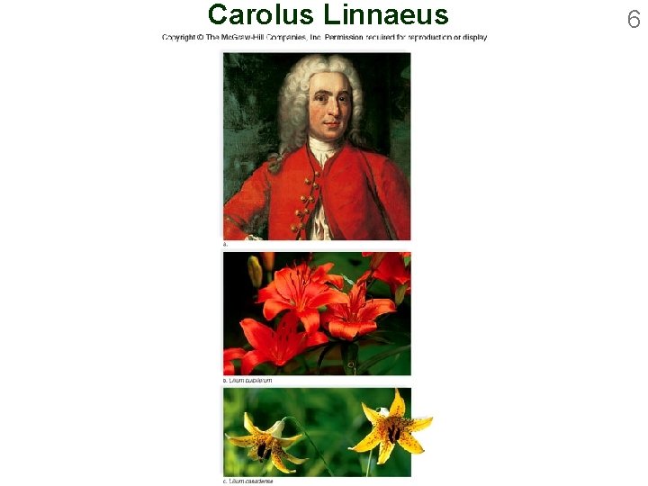 Carolus Linnaeus 6 