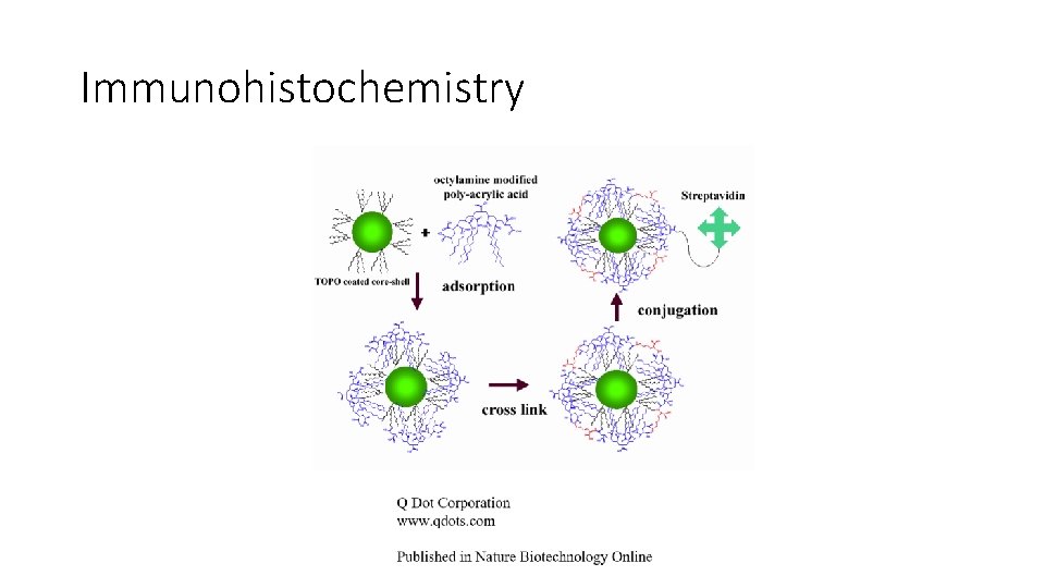 Immunohistochemistry Immunohistochemistry