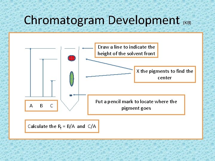 Chromatogram Development (KB) Draw a line to indicate the height of the solvent front