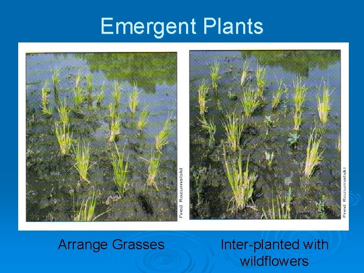 Emergent Plants Grow in large colonies Ø Grasses Ø Once established will Ø Sedges