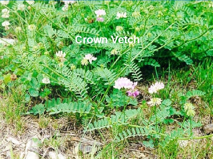 Purple Loosestrife Common Buckthorn Site Preparation Crown Vetch Ø Eliminate invasive weeds l Reed