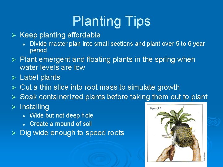 Planting Tips Ø Keep planting affordable l Ø Ø Ø Plant emergent and floating