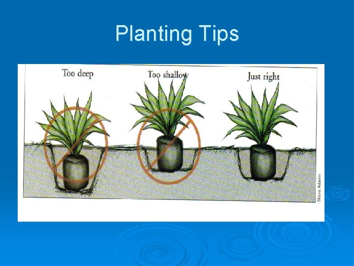 Planting Tips Ø Bare-roots l l l Wash roots Plant before they leaf out