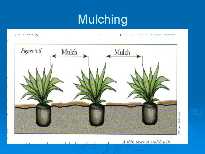 Mulching Ø Prevent soil erosion Ø Keeps weed from germinating Ø Holds in moisture