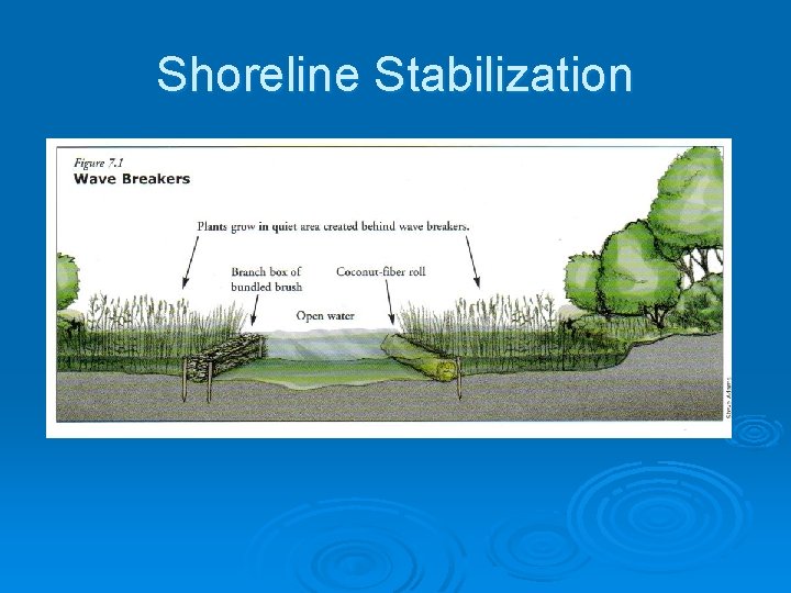 Shoreline Stabilization Ø Bioengineering l l Stabilizes bank Uses living materials • Creates habitat