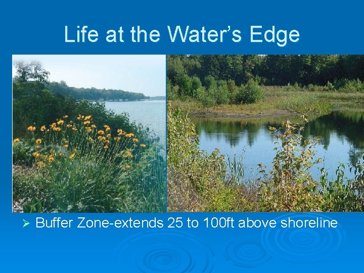 Life at the Water’s Edge Ø Buffer Zone-extends 25 to 100 ft above shoreline