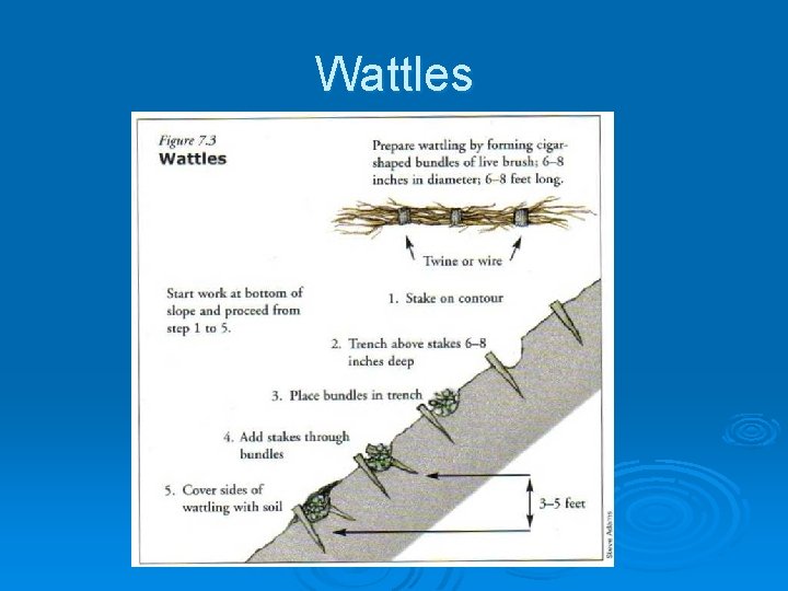 Wattles 
