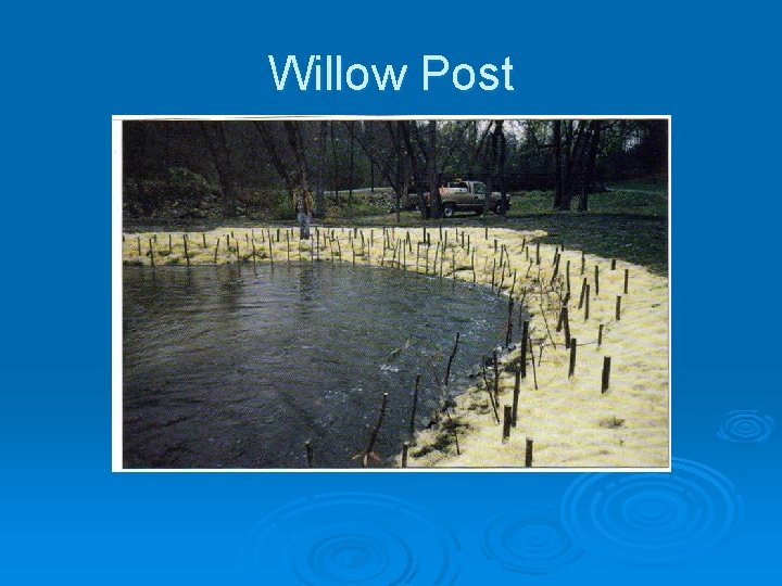 Willow Post 