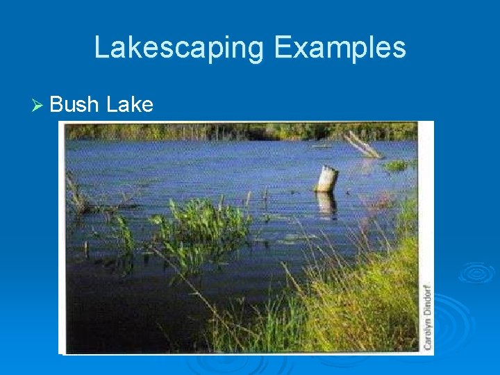 Lakescaping Examples Ø Bush Lake 